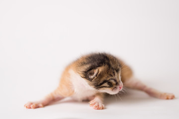 Poster - Beautiful shot of a half-asleep brown kitten on white background