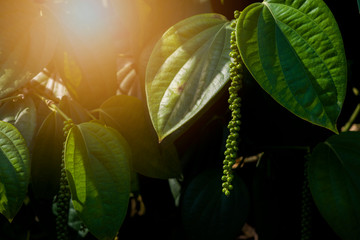 Close-up fresh live green pepper in thailand. Fresh pepper on tree. with morning lighting. food ingredient/ flavoring herb, Black pepper.