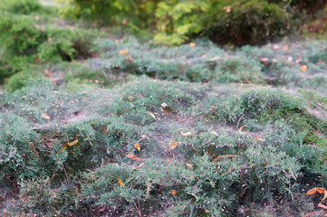 Poster - Closeup shot of plants with spider web