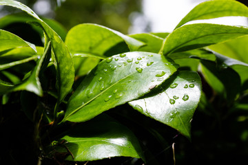 Sticker - Closeup shot of green leaves with raindrops in The Green Island, Azores, Portugal