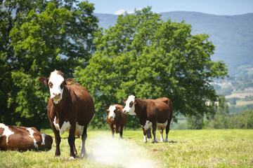 Sticker - Herd of cows producing milk for Gruyere cheese in France in the spring