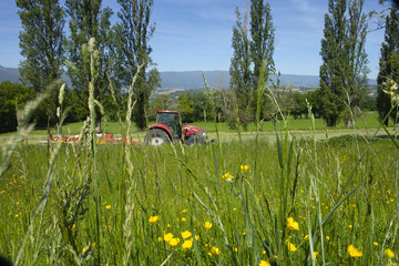 Wall Mural - Tractor harvesting the hay to feed the cows for Gruyere cheese