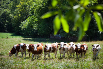 Poster - Herd of cows producing milk for Gruyere cheese in France in the spring