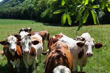 Poster - Herd of cows producing milk for Gruyere cheese in France in the spring