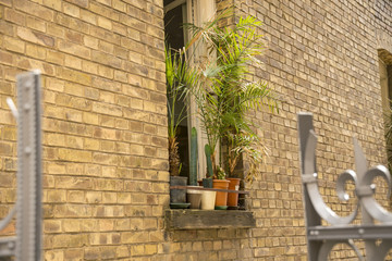 Wall Mural - Pots with plants on the window of a building with beige stone facade