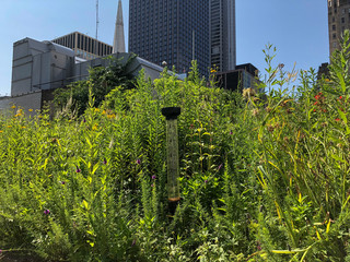 Wall Mural - rain gauge in garden on green roof in downtown Chicago, Illinois