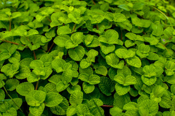 Wall Mural - Green plant for background, Green Mint texture or mint background, Green left use for background,  Green Leaves form natural. Fresh raw mint leaves. Mint leaves from garden.