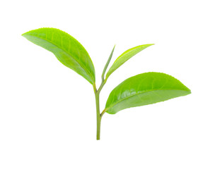 Wall Mural - green tea leaf isolated on white background.