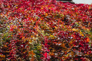 Canvas Print - Closeup shot of bright colorful autumn leaves - perfect for background or wallpaper