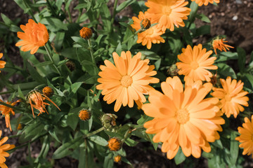 Wall Mural - beautiful orange daisies in a green garden in summer