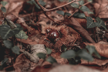 Poster - Closeup shot of Sweet Chestnut fruit on the ground of leaves