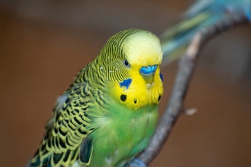 Poster - Selective focus shot of a green yellow budgerigar parrot on a branch