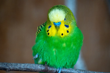 Poster - Selective focus shot of a green yellow budgerigar parrot on a branch