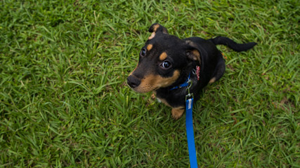 Sticker - Overhead shot sitting on green grass and looking up - perfect for background