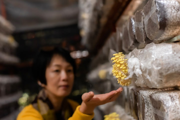 Wall Mural - woman travel and visit mushroom farm