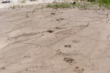 This Is A Picture Of Some Paw Prints, Placed In The Sand, Next To A Local Airport. 