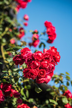 Vertical Selective Focus Shot Of Red Climbing Roses
