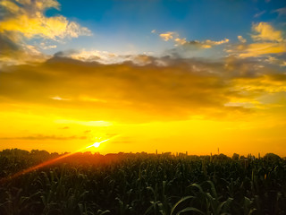 Wall Mural - sunset in the field