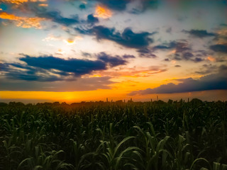Wall Mural - sunset over the field