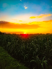 Wall Mural - sunset over the field