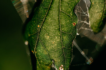 Sticker - Closeup shot of a green leaf with spider web illuminated by the sunshine