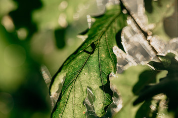 Sticker - Closeup shot of leaves with spider web