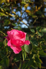 Pink Flower of Rose 'CI. Roseurara' in Full Bloom
