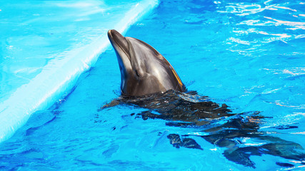 Wall Mural - Glad beautiful dolphin smiling in a blue swimming pool water on a clear sunny day