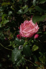 Light Pink Flower of Rose 'Cl. President L. Senghor' in Full Bloom
