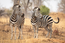 Two Zebra Looking To One Side Standing In Dry Winter Bush In Kruger Park South Africa