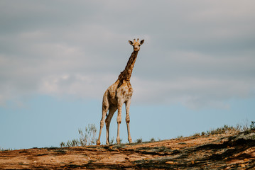 Sticker - Mesmerizing shot of a giraffe on the green grass at daytime