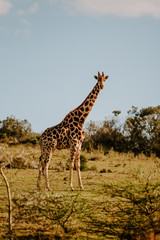 Sticker - Mesmerizing shot of a giraffe on the green grass at daytime