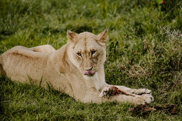 Canvas Print - Mesmerizing shot of a tiger lying on the grass and looking forward