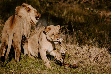 Sticker - Mesmerizing shot of a powerful lion and tiger on the grass at daytime