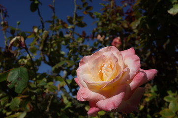 Wall Mural - Pink and White Flower of Rose 'Elegant Lady (Diana, Princess of Wales)' in Full Bloom
