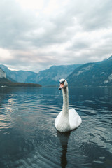 Canvas Print - Vertical shot of a white swan swimming in the lake in Hallstatt. Austria