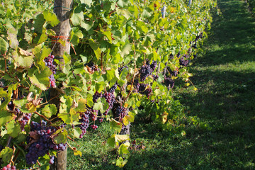 Canvas Print - Closeup shot of grapes growing on the trees in the vineyard