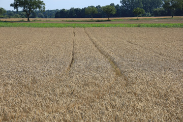 Poster - Beautiful scenery of a wheat field with a blurred background