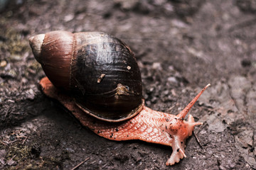 Canvas Print - Closeup shot of a snail crawling on a muddy soil after rain