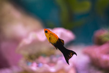 Closeup Shot Of A Mollies Yellow Fish On The Aquarium