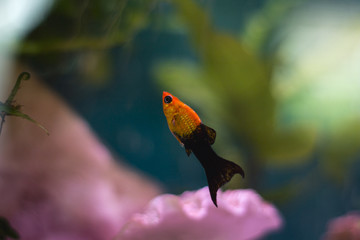 Closeup shot of a mollies yellow fish on the aquarium