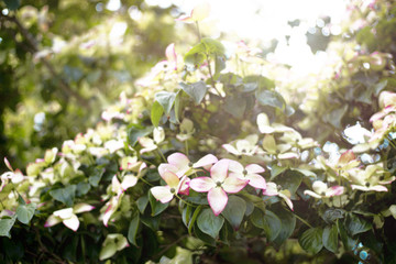 Poster - Closeup shot of a Cornus kousa flower in the garden