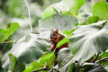 Squirrel On Tree, Photo As A Background , In Arenal Lake And Volcano Park Area, Costa Rica