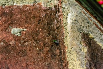 green fly on brick wall