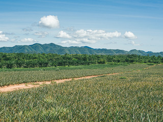 Wall Mural - country road through fields. summer scenery with blue sky and ground road.