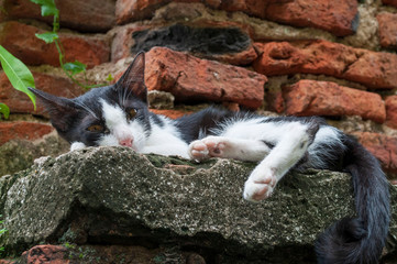 Black and white cat lying on the brick