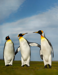 Wall Mural - three king penguins during mating season