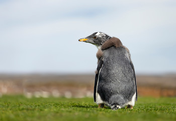 Wall Mural - close up of a molting gentoo penguin chick