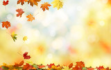 Fototapeta Natura - .Colorful fall foliage. Falling autumn maple leaves natural background 