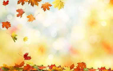 Wall Mural - .Colorful fall foliage. Falling autumn maple leaves natural background 